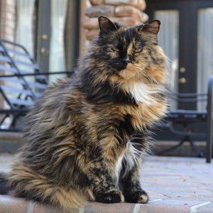 Meet your Posher, Tracy